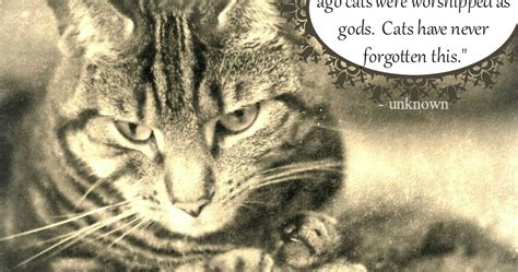 Athena Cat Goddess Wise Kitty Wordless Wednesday Cats Will Always Be