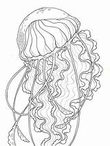 Jellyfish Realistic Drawing Coloring Pages Getdrawings sketch template