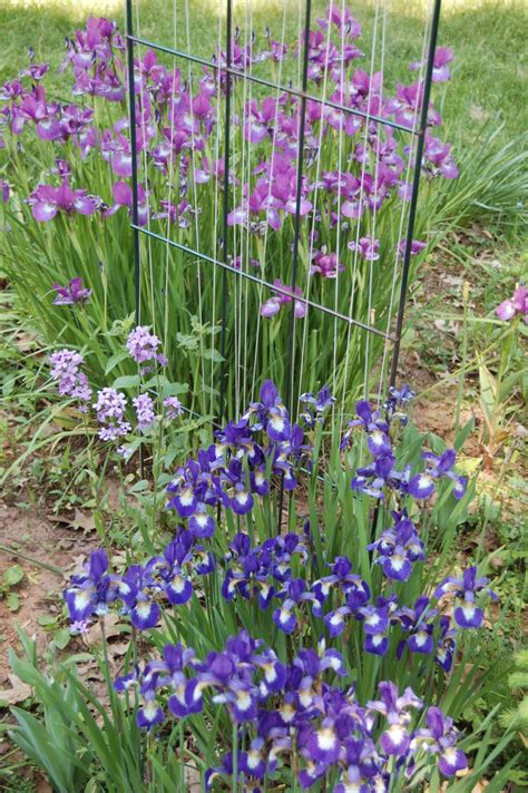 grow siberian iris dengarden