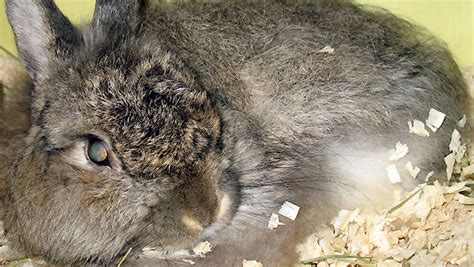 story jenna antol  owning   worlds oldest rabbit