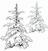 Tree Snowy Illustration Snow Covered Conifer Coniferous Trees Stock Watercolor Depositphotos Drawing Paintings Clipart Preview sketch template