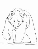 Bear Coloring Pages Brown Kids Printable Color Bears Print Bestcoloringpagesforkids sketch template