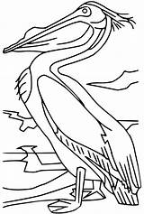 Pelican Coloring Pages Bestcoloringpagesforkids 2021 sketch template