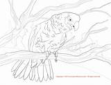 Coloring Amazon Parrot Yellow Double Pages Color Designlooter Drawings 38kb 1650 1275px sketch template