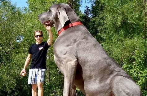 biggest dog breed   world