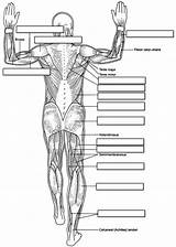 Anatomy Muscles Body Human Labeling Muscle Coloring Muscular Physiology Worksheet System Label Pages Diagram Posterior Worksheets Back Unlabeled Printable Answers sketch template