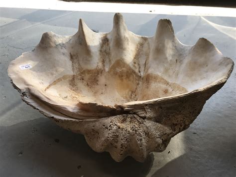 giant clam shells shapiro auctioneers