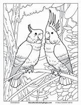 Coloring Pages Animal Birds Printable Book Print Kids Bird Colouring Adult Exotic Adults Realistic Animals sketch template