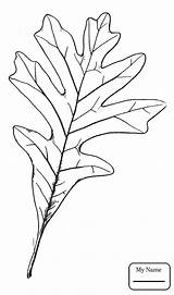 Oak Leaf Coloring Drawing Tree Pages Printable Line Little Getcolorings Color Getdrawings Paintingvalley sketch template