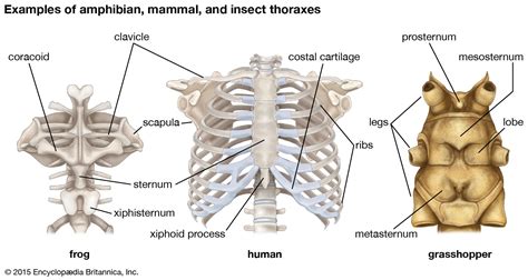 thorax lungs ribs muscles britannica