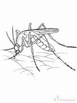 Mosquito Colorir Komar Kolorowanki Pernilongo Dzieci Insect Mosquitos Insetos Insectos Cicada Anopheles Cycle Realista Educar Pulga sketch template
