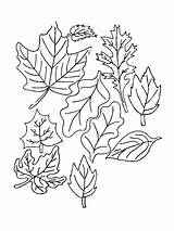 Coloring Leaves Pages Blaadjes Kids Kleurplaten Leaf Fun Printable Kleurplaat Votes Fall sketch template
