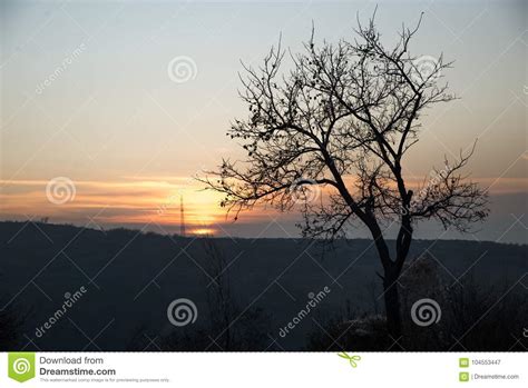 zonsondergang en boom stock afbeelding image  bomen
