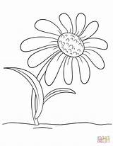 Coloring Daisy Pages Cartoon Flower sketch template