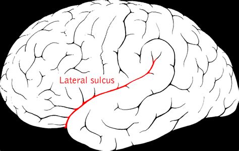 lateral sulcus wikipedia