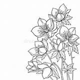 Hellebore Helleborus Bouquet Bud Isoliert Knospe Umriss Blätter Winterrose Weißem Mit Gru Illustrationen sketch template
