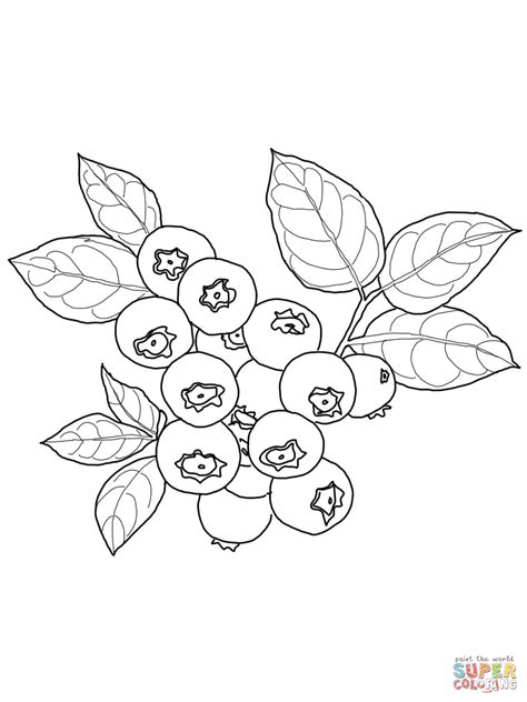 blueberry coloring page coloring home