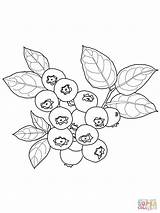 Blueberry Bush Drawing Coloring Getdrawings sketch template