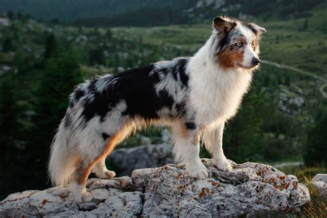 australian shepherd rasseportrait das futterhaus