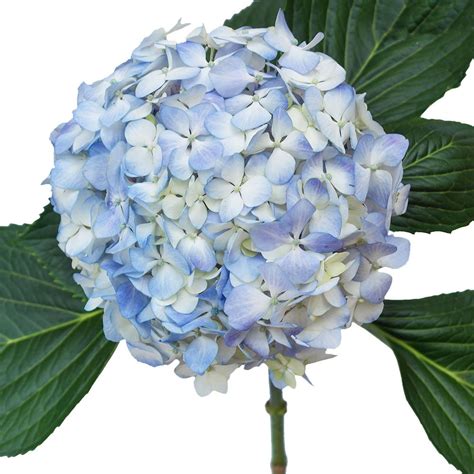 light blue hydrangea wedding bouquets bouquets new model