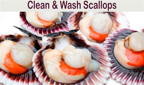 wash scallops  cooking