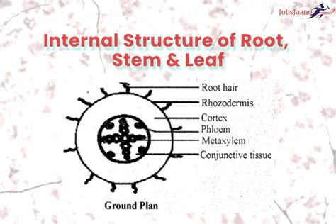 internal structure  root mcqs roots questions jobsjaano
