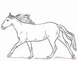 Horse Coloring Pages Horses Running Drawing Printable Appaloosa Draw Kids Sheets Getdrawings Print Line Ritar Hur Man Spotted Leopard Coat sketch template