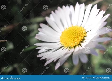 geel en wit stock afbeelding image  sluit bloem
