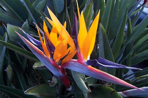 San Diego Ca Bird Of Paradise Flower In San Diego Photo Picture