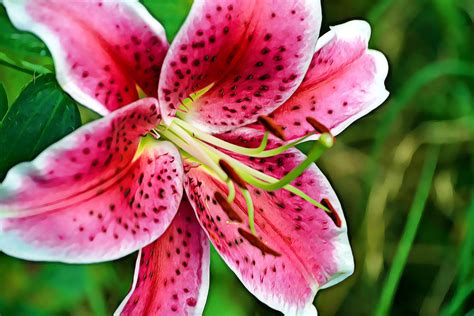 Pink Stargazer Lily Photograph By Gaby Ethington Fine Art America