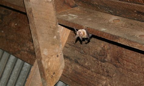 bats bad     attic proactive pest control
