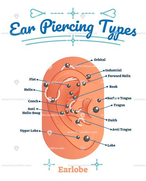 Ear Piercing Types Vector Illustration Labeled Diagram Ear Piercing