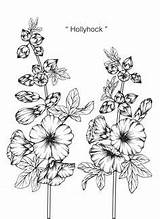 Hollyhock Drawing Flower Illustration Hollyhocks Vector Flowers Line Premium Sketch Choose Board Coloring Pages sketch template