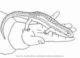 Skink Berber Reptiles Slinky Designlooter Lizards sketch template