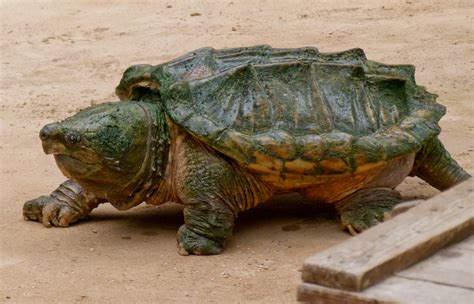 filealligator snapping turtle geierschildkroete