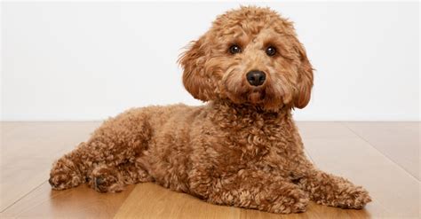 cavapoo dog breed complete guide az animals