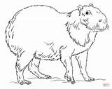 Capybara Coloring Drawing Pages Draw Printable Kids Colouring Sheets Step Supercoloring Tutorials Cute Capybaras Drawings Outline Sketch Animal 797px 25kb sketch template