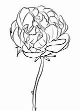 Peony Coloring Pages Drawing Flowers Chinese Flower Printable Line Template Color Getcolorings Getdrawings Categories sketch template