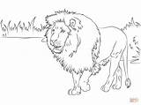 Coloring Lion Pages Gorgeous African sketch template