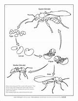 Ant Cycle Colony sketch template