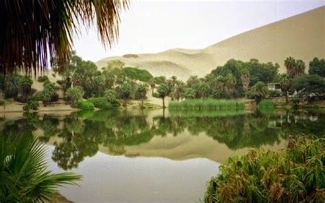 saudi arabia al ahsa oasis enters guinness world records saudi