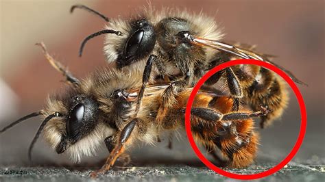 Sad Sex Life Of Honeybees Youtube