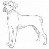 Ridgeback Rhodesian Breeds Dogbreedslist sketch template