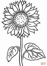 Sunflower Printable Drawing sketch template