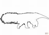Anteater Coloring Outline Pages sketch template