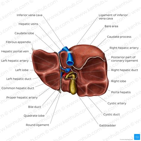 liver functional division lobes  segments kenhub