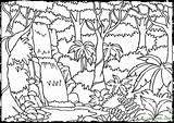 Coloring Forest Printable Background Rainforest Pages Book Enchanted sketch template