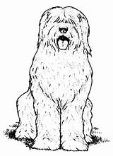 Coloring Pages Sheepdog English Old Getcolorings Dog Color sketch template