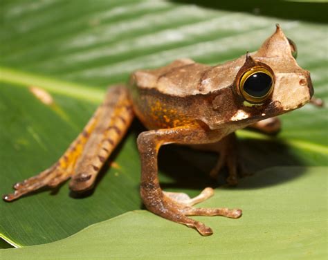 speech   importance  eyes  amphibian