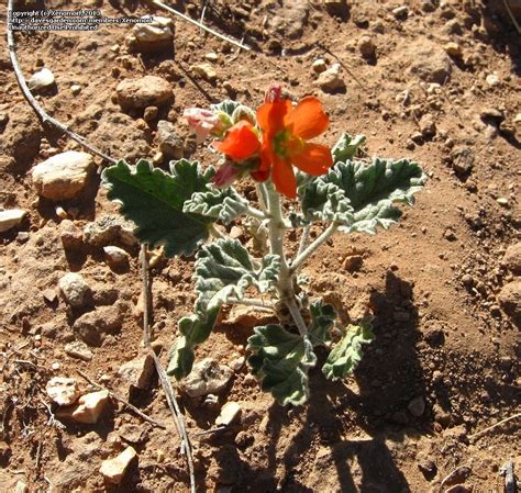 plantfiles pictures sphaeralcea species gray globe mallow gray